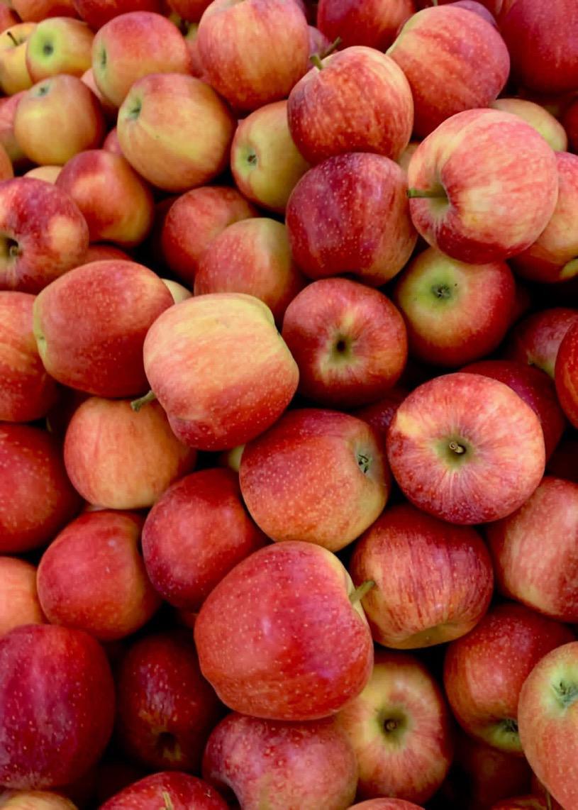Fruit 12