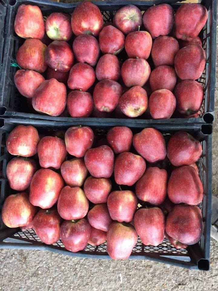 Fruit 20