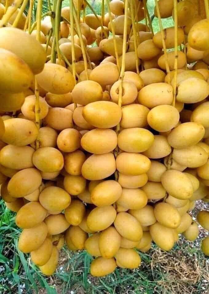 Fruit 15