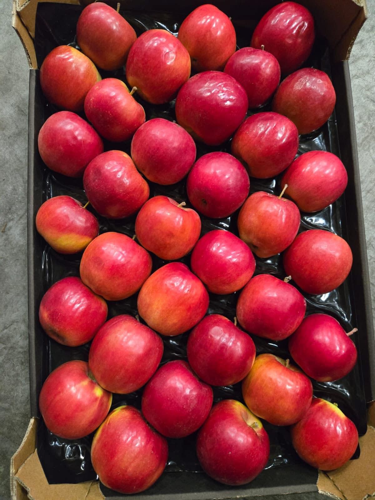 Fruit 13