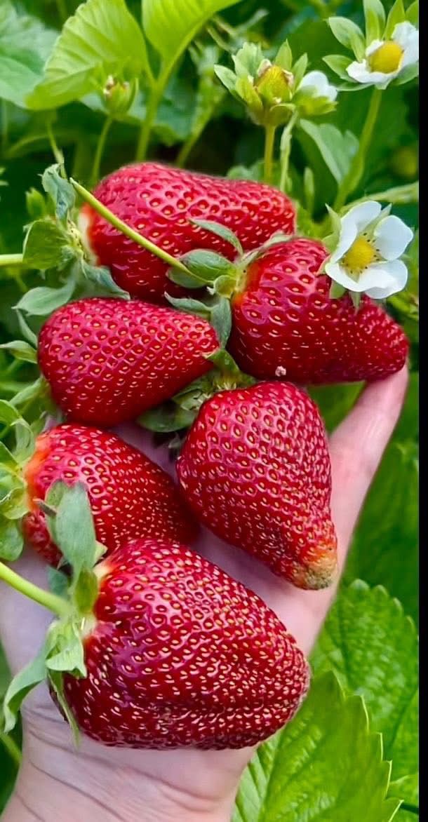 Fruit 18