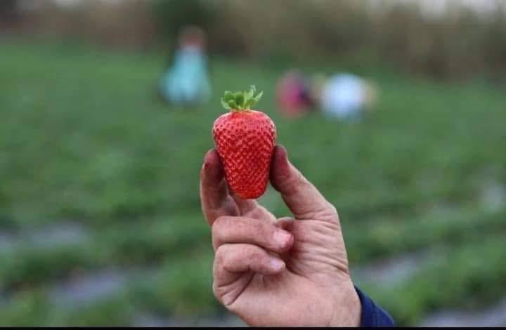 Fruit 11